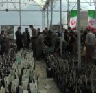 افتتاح و بهره برداری گلخانه کاشت نشاء در روستای بیشاسب
