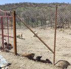 نگهداری ۱۲۰ قلاده سگ ولگرد در کمپ حیوانات بی سرپناه شهرداری سردشت