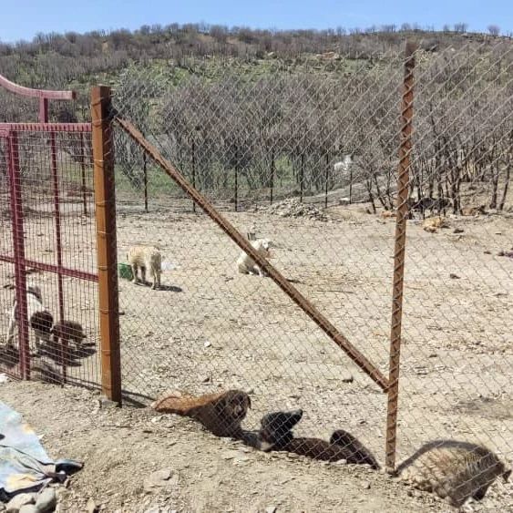 نگهداری ۱۲۰ قلاده سگ ولگرد در کمپ حیوانات بی سرپناه شهرداری سردشت