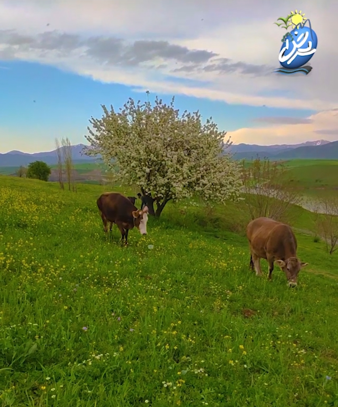 طبیعت بهاری اطراف روستای قوڵتێ و دریاچه سردشت