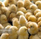 توزیع ۴۰‌ هزار جوجه یک روزه در بین روستاییان سردشتی در راستای جلوگیری از معدوم‌سازی توسط مرغداری‌ها