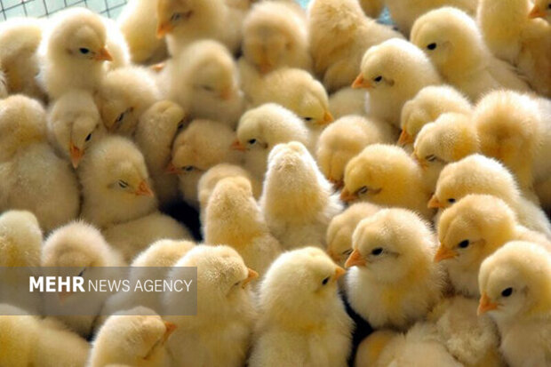 توزیع ۴۰‌ هزار جوجه یک روزه در بین روستاییان سردشتی در راستای جلوگیری از معدوم‌سازی توسط مرغداری‌ها