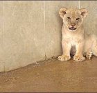 توله شیر کشف شده در مرز سردشت به باغ‌وحش ارومیه منتقل شد