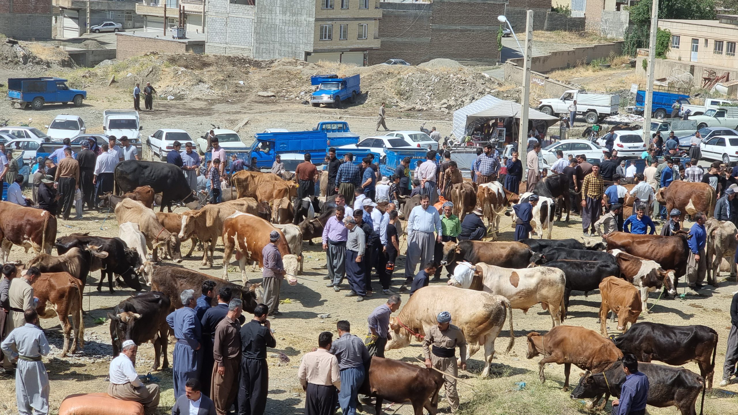 گزارش تصویری از بازار احشام ویژه عید قربان در سردشت