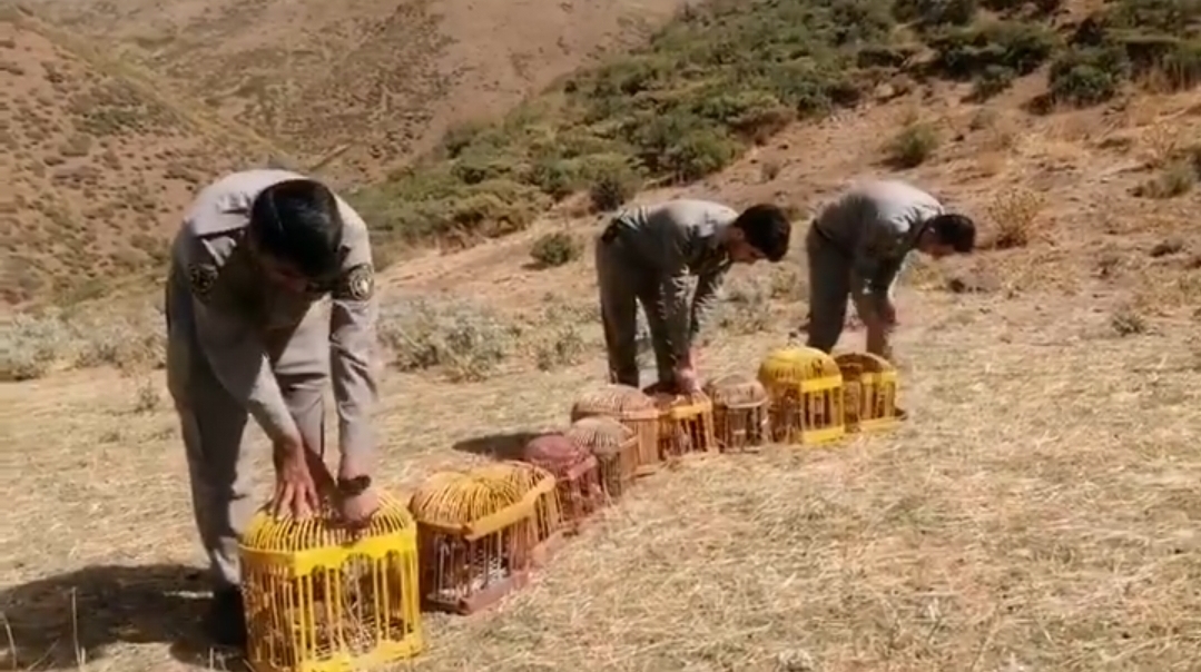 گزارش تصویری رهاسازی ۱۰ قطعه کبک در طبیعت سردشت