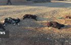 تلف شدن ۷۶ قطعه طیور و دام در حمله سگهای ولگرد در روستای بصره سردشت