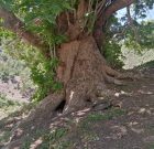 شناسایی درختی با قدمت بیش از یک قرن در روستای مام کاوه سردشت